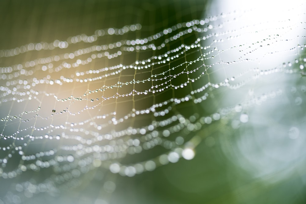 water droplets on spider web in close up photography