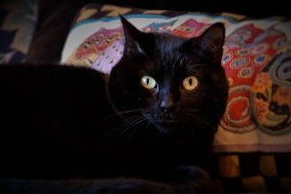 A black cat with bright yellow eyes is resting on a colorful, patterned cushion. The cat's fur appears sleek and glossy under the light, and its eyes are wide open, giving an attentive and curious look.