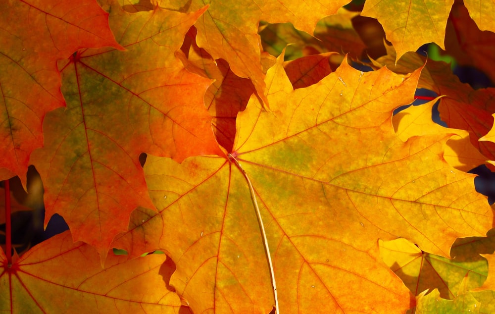closeup photo of maple leaves