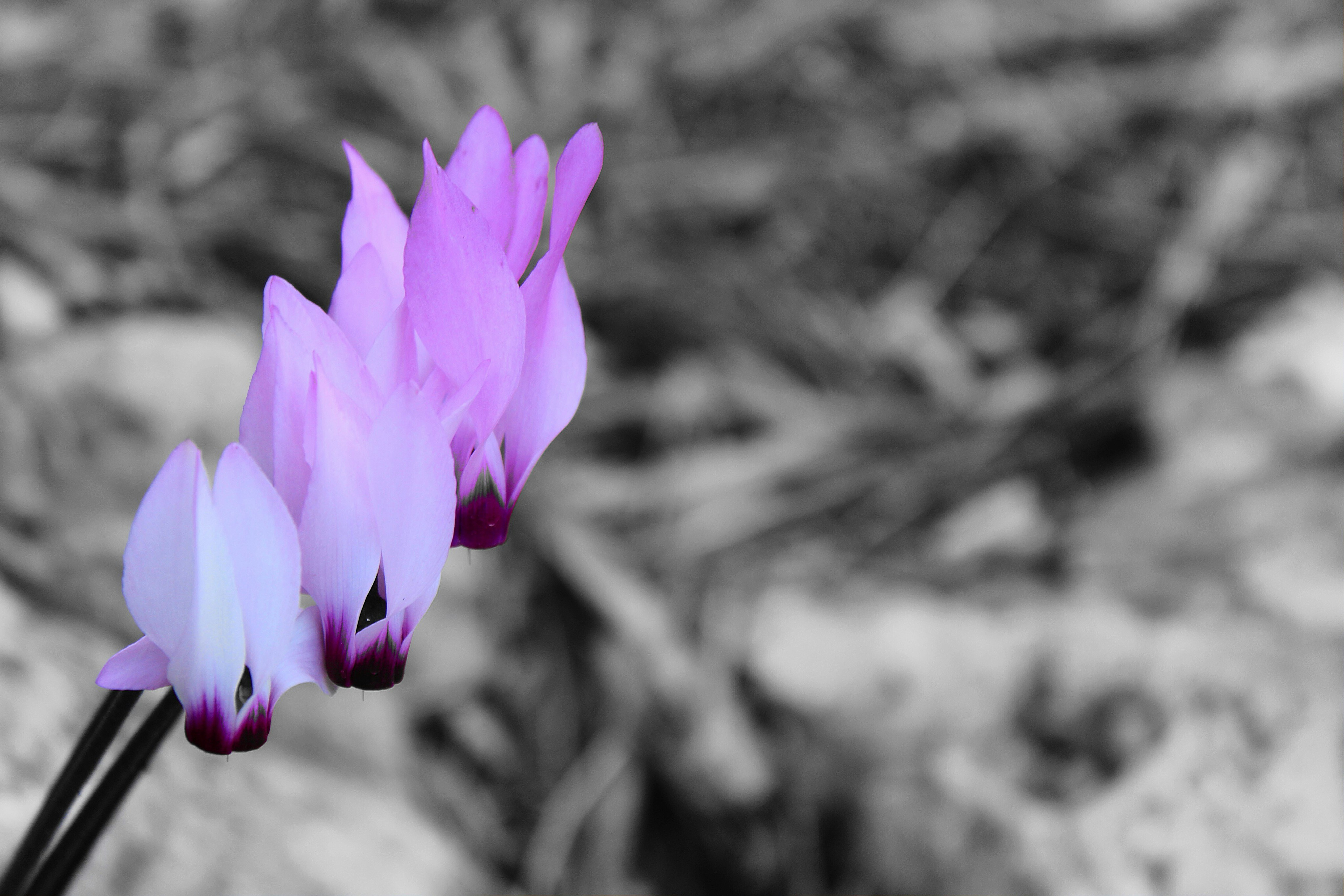 Photo By Mihail Ribkin