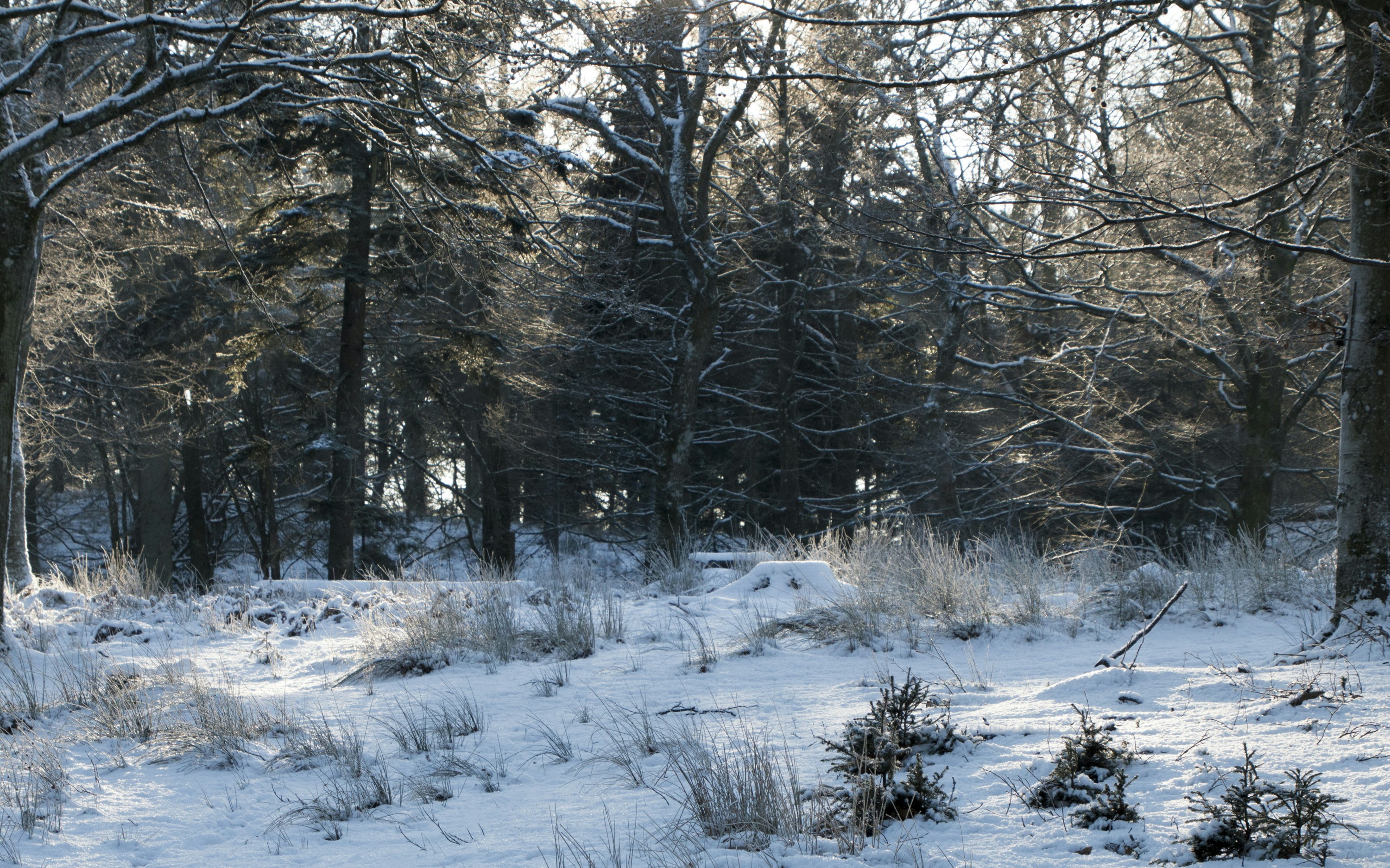 Free Unsplash photo from Camilla Horne