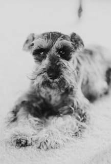 A small Schnauzer dog with wiry fur lies on a soft surface, looking directly at the camera with a calm expression. The image is in black and white, highlighting the texture of the dog's fur.