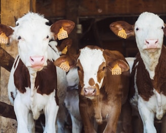 cows at farm