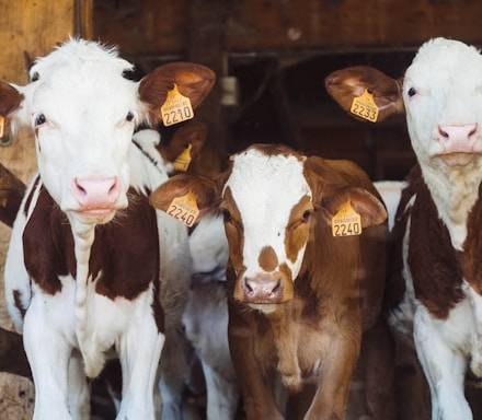 cows at farm