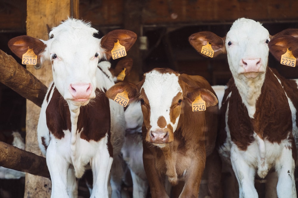 vaches à la ferme