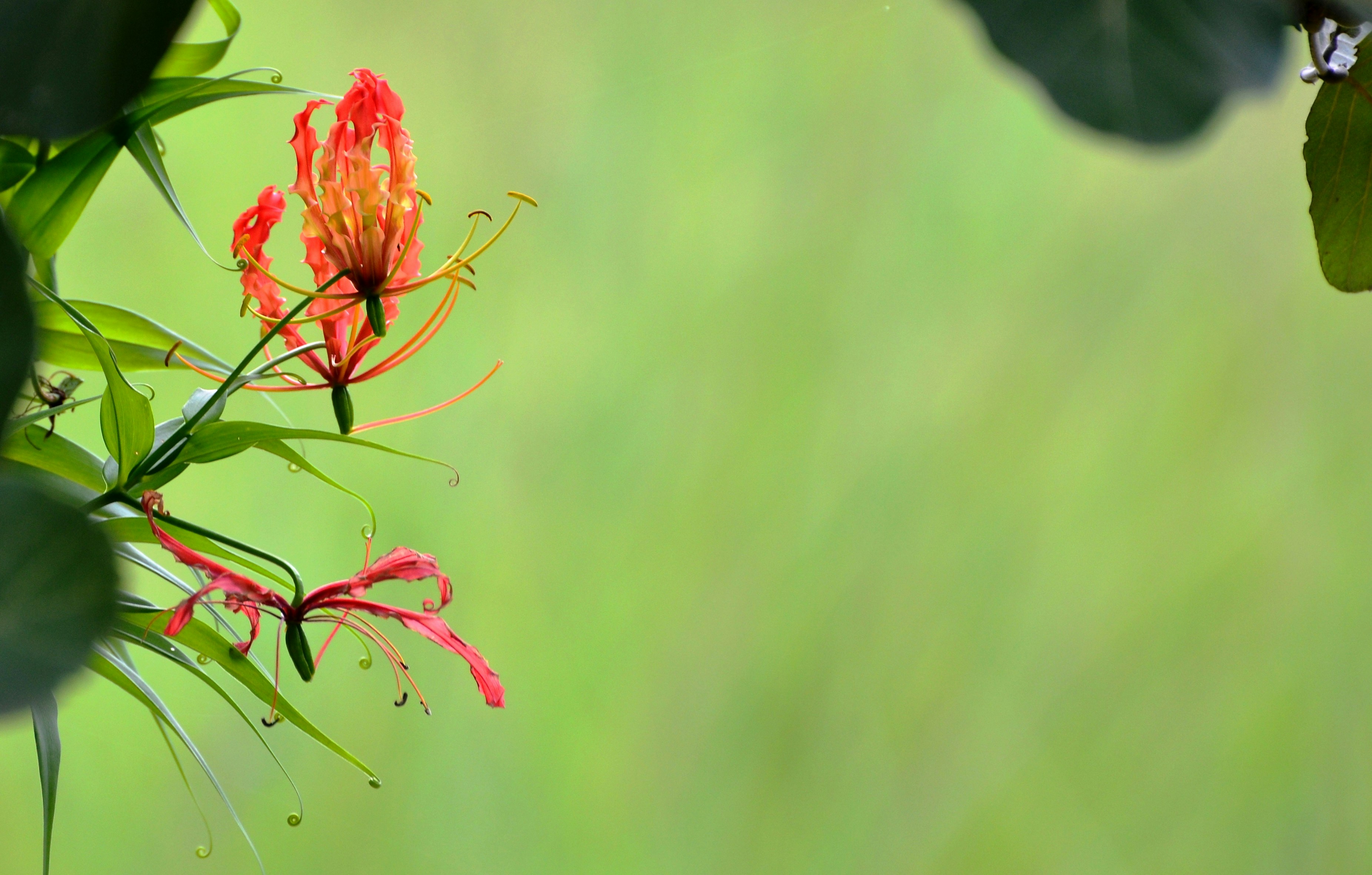 Free Unsplash photo from Ravi Bg