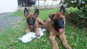 Two playful puppies sharing a chew toy on a grassy patch