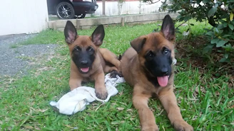 Two playful puppies sharing a chew toy on a grassy patch