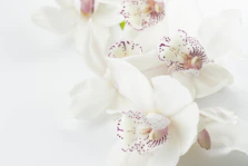 white-and-purple orchid flowers