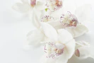 white-and-purple orchid flowers