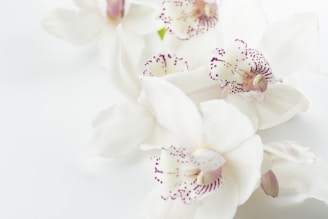 Delicate orchids with white and purple petals, arranged elegantly for a sophisticated look.