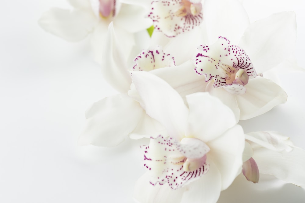 fleurs d’orchidées blanches et violettes