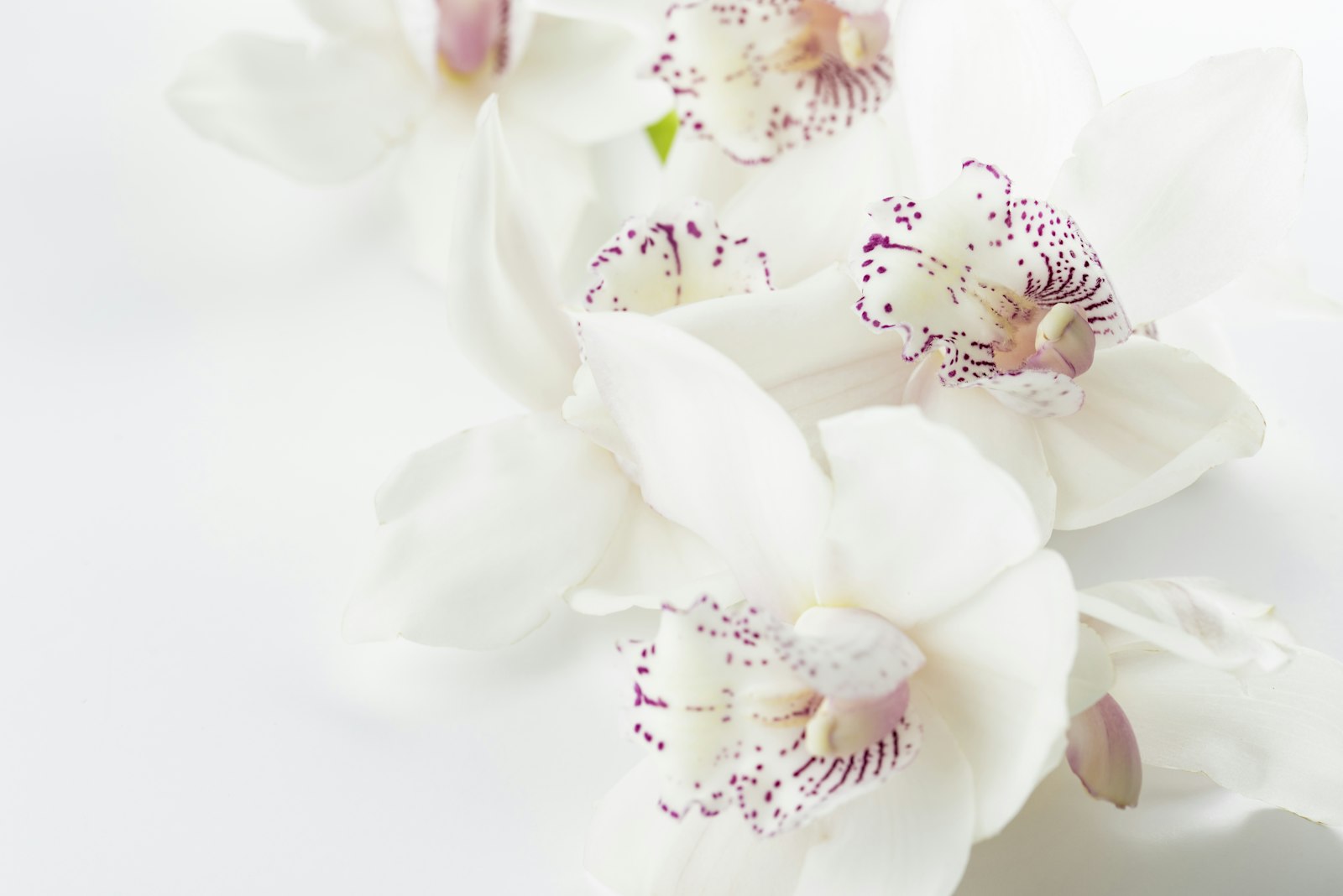 Nikon D750 + Sigma 105mm F2.8 EX DG OS HSM sample photo. White-and-purple orchid flowers photography