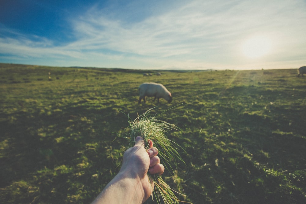 uma pessoa segurando uma planta em um campo com ovelhas ao fundo
