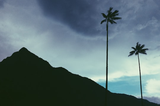 silhouette of mountain and trees in Valle Del Cocora Colombia