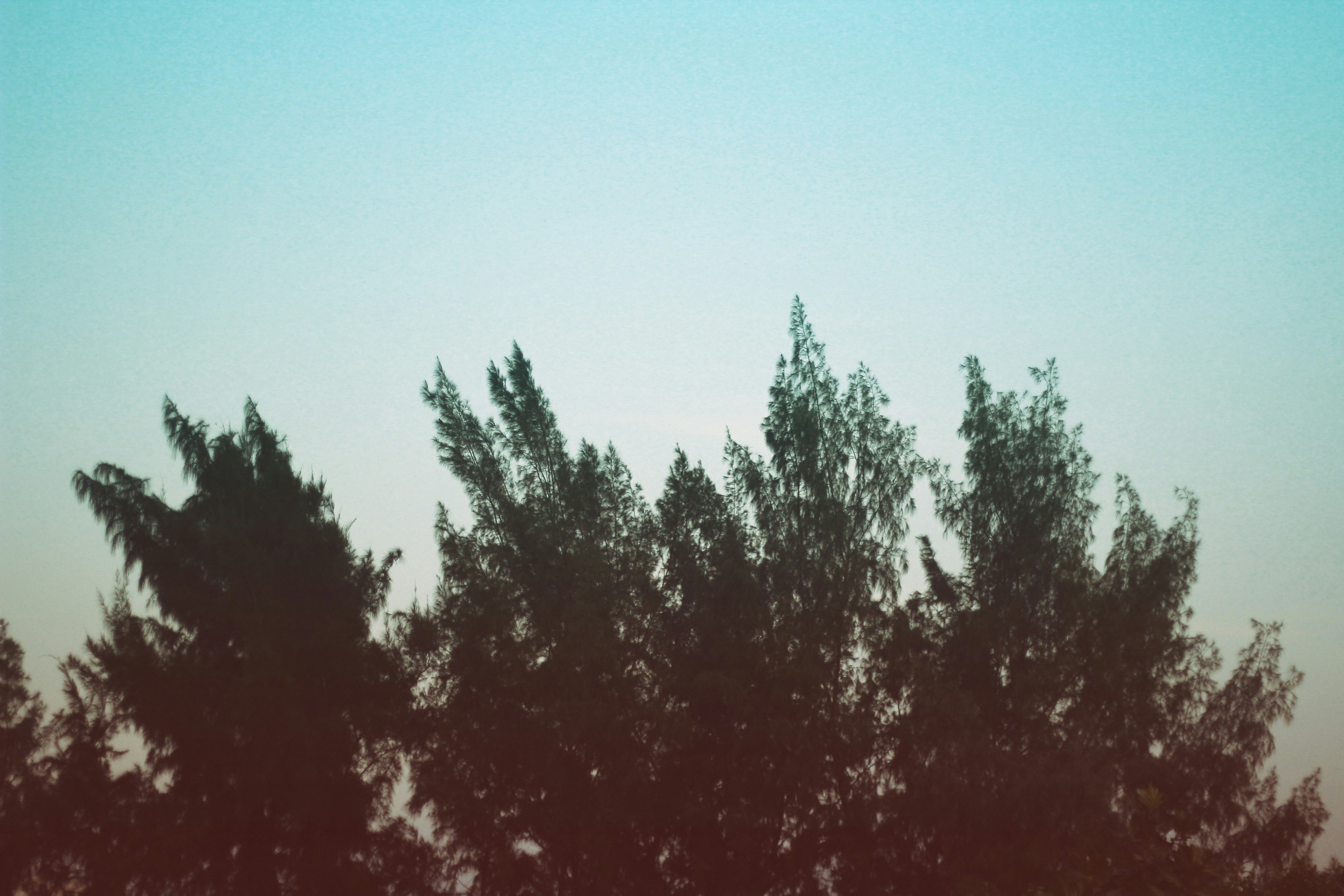 Free Unsplash photo from Sang Huynh