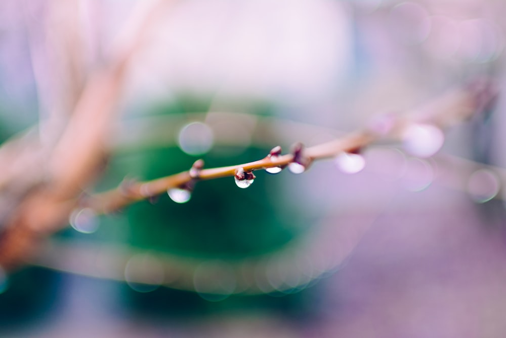 selective focus photography of branch