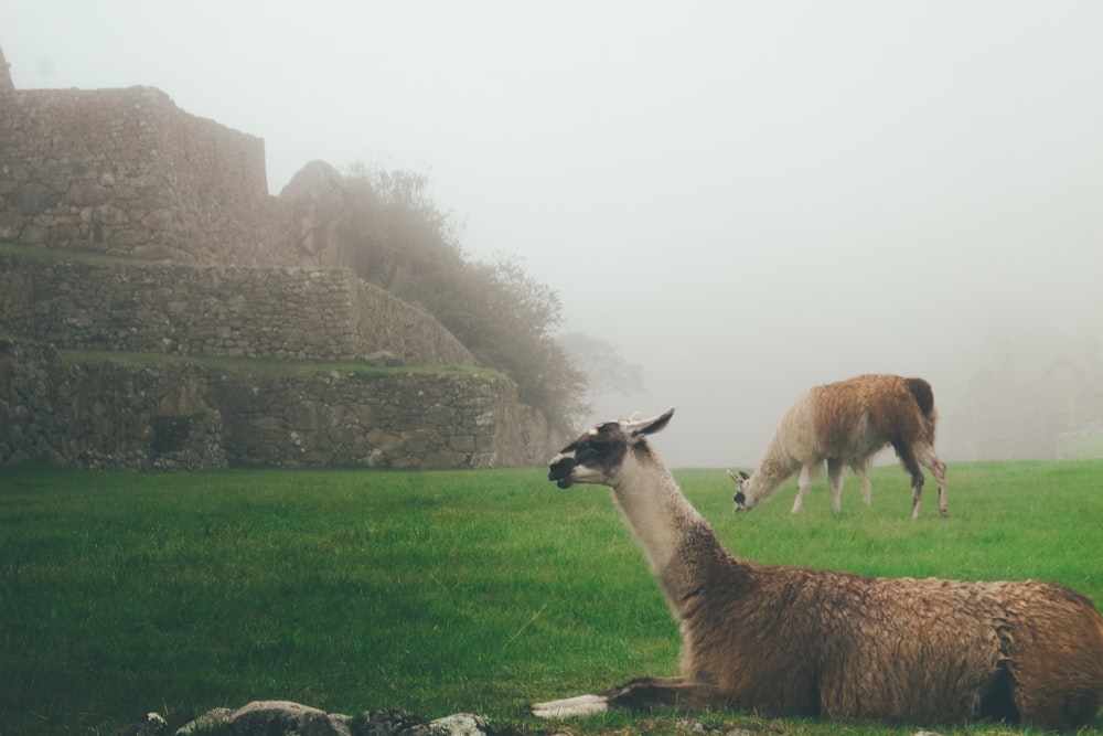 two goats on grass field