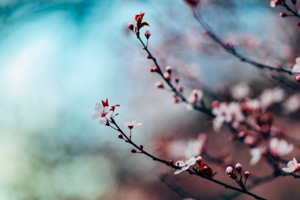 Nahaufnahme einer weißblättrigen Blume