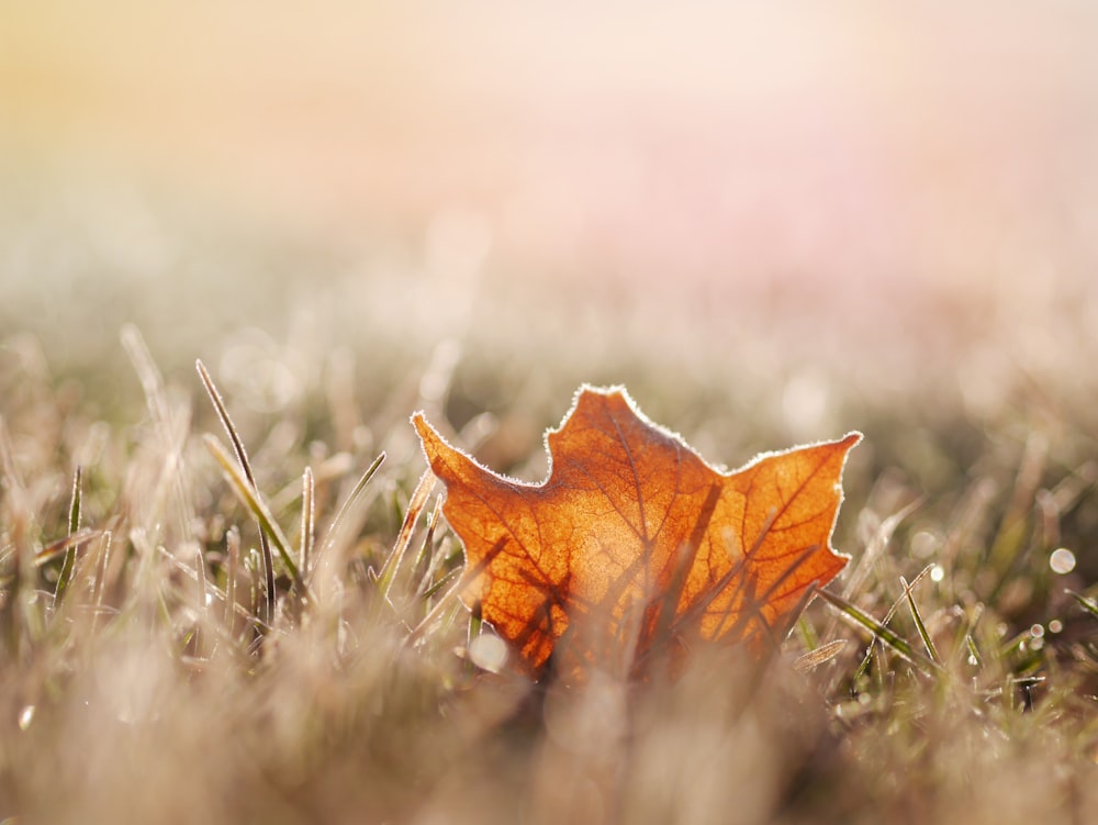 dried leaf on grass