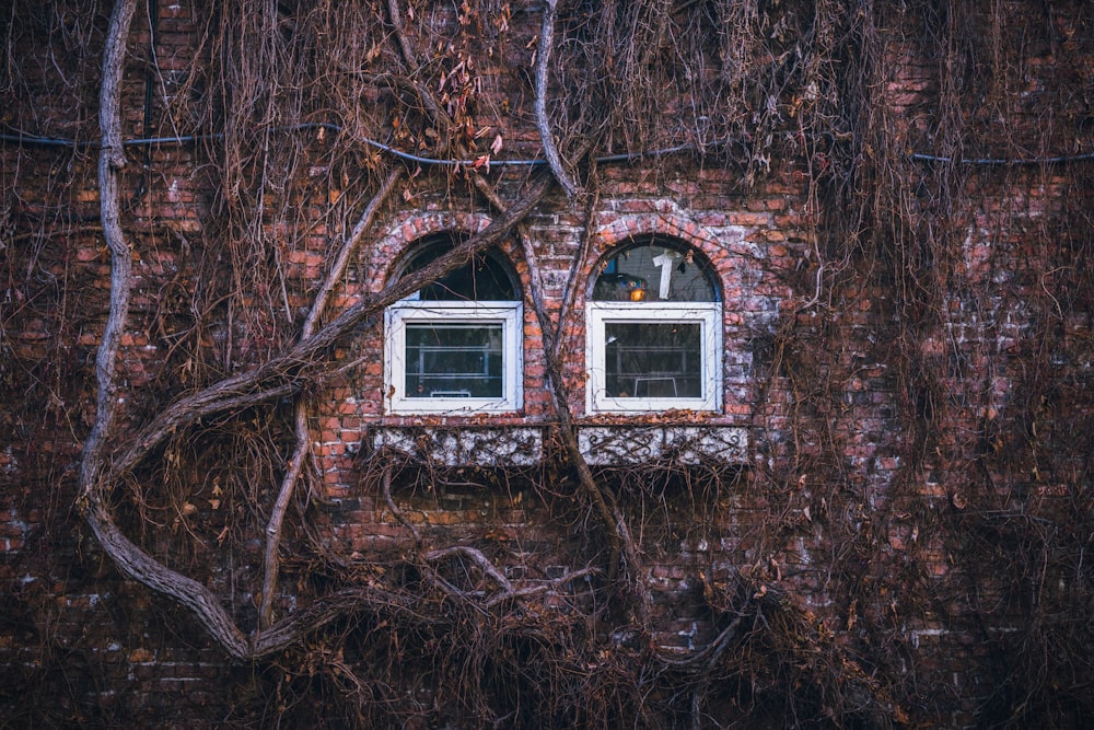 zwei weiße Holzfenster tagsüber