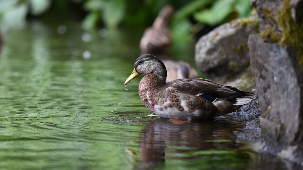 rule of thirds photography of brown duck