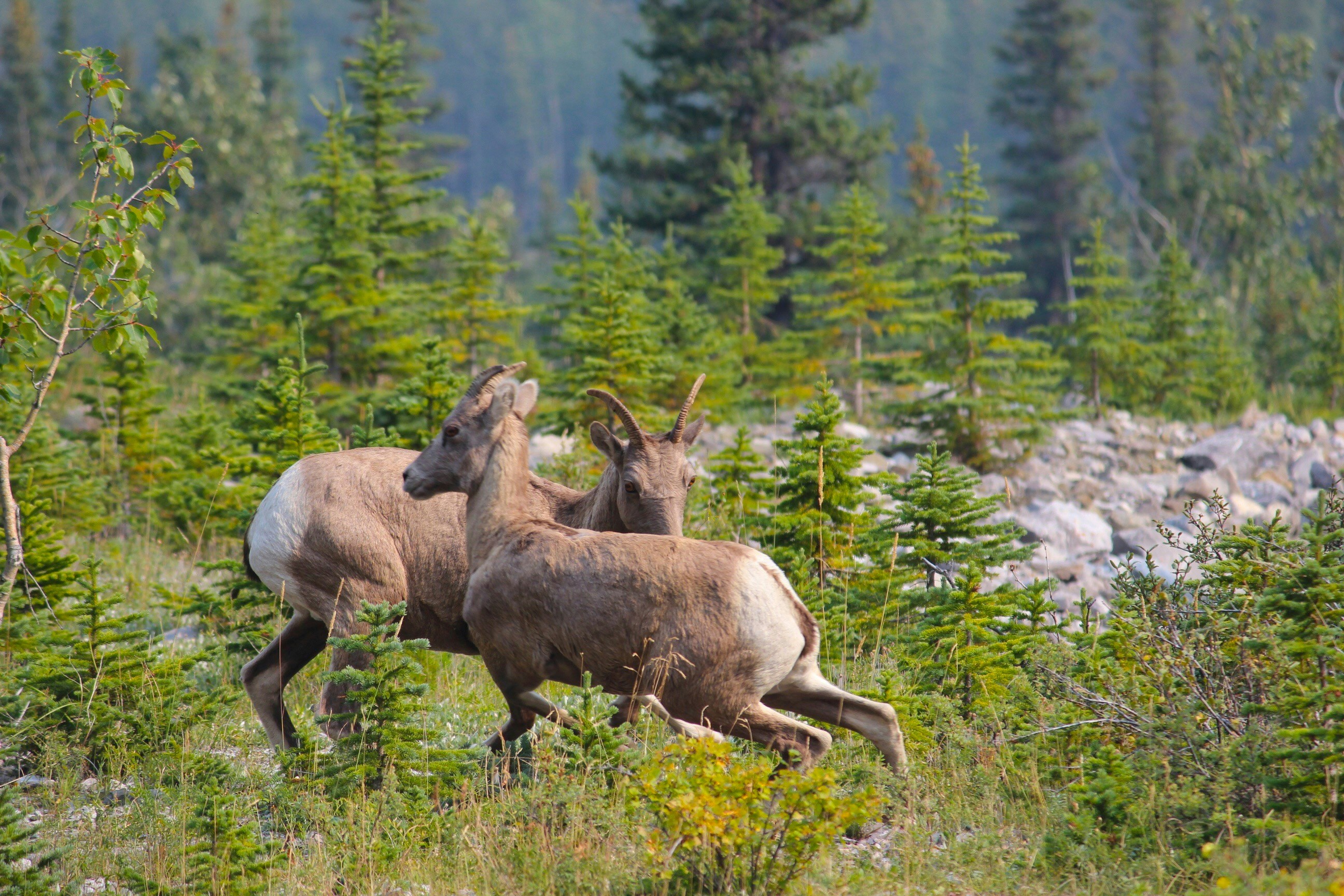 Free Unsplash photo from Jaxon Stevens