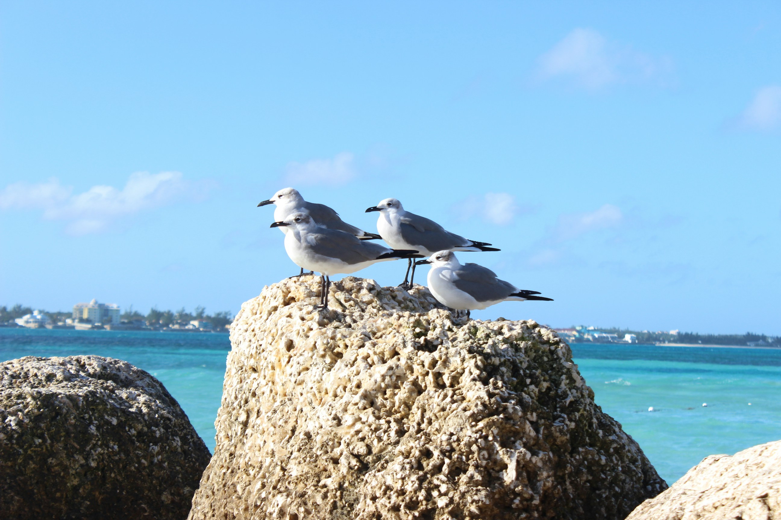 Free Unsplash photo from Jaxon Stevens