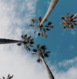 worms eyeview photography of coconut trees