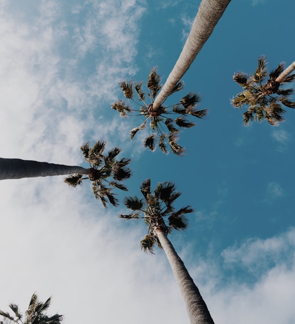 worms eyeview photography of coconut trees