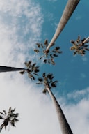 worms eyeview photography of coconut trees