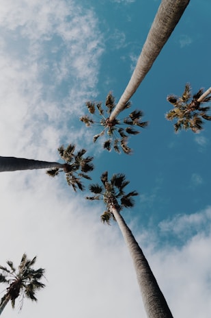 worms eyeview photography of coconut trees