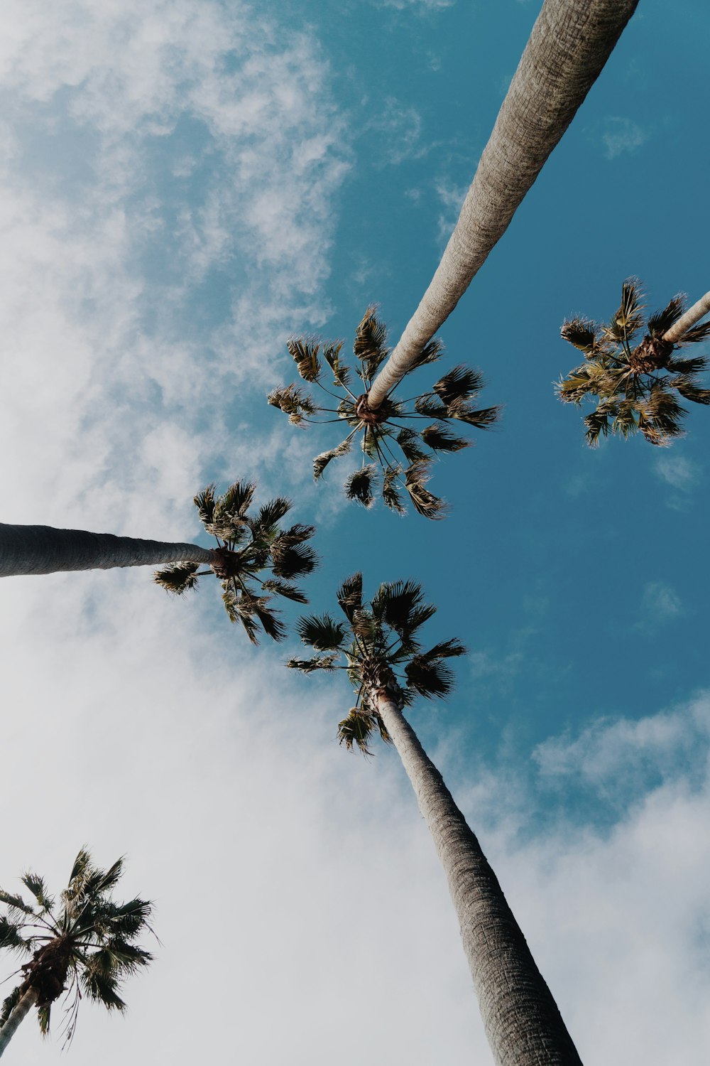 worms eyeview photography of coconut trees