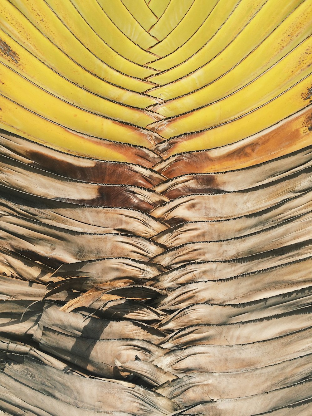 yellow and brown dried leaf