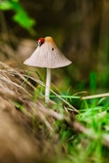 macro photography of bug on the mushroom