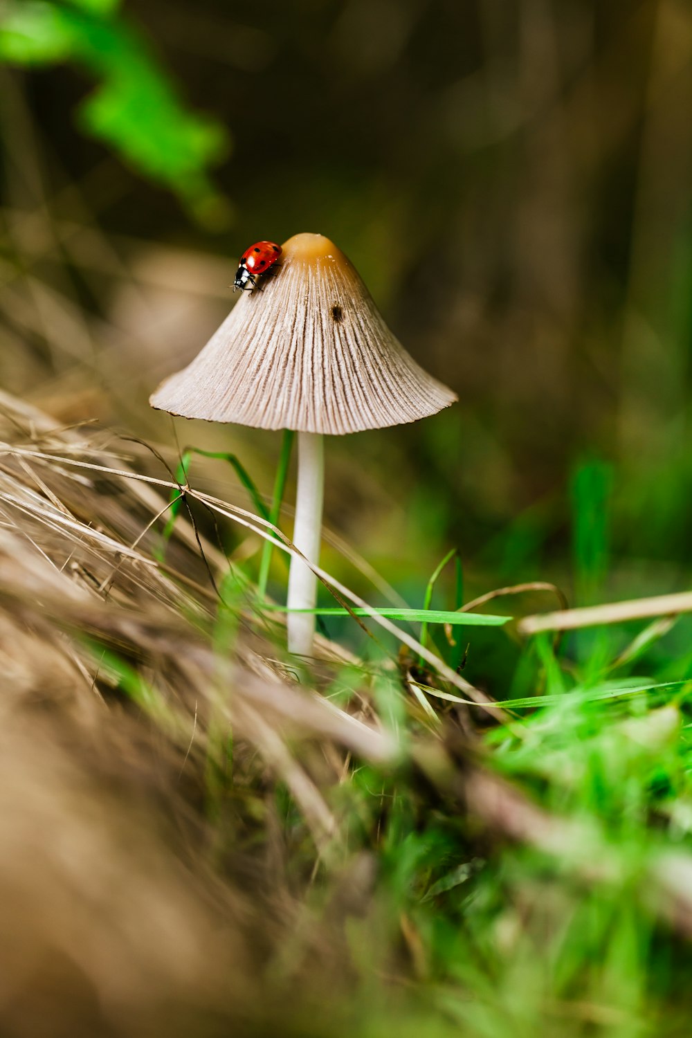 macrophotographie d’insecte sur le champignon