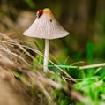 macro photography of bug on the mushroom