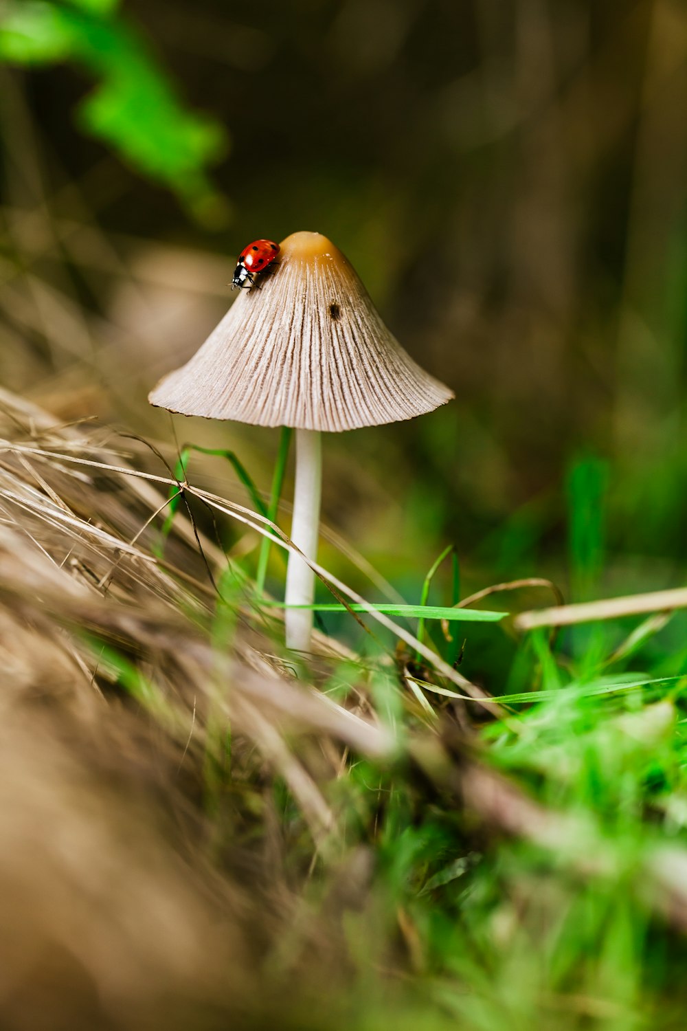 macro photography of bug on the mushroom