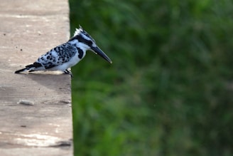 A black and white bird with distinctive markings is perched on the edge of a wooden platform. Its long beak points downward as it looks out into the green, blurred background of foliage.