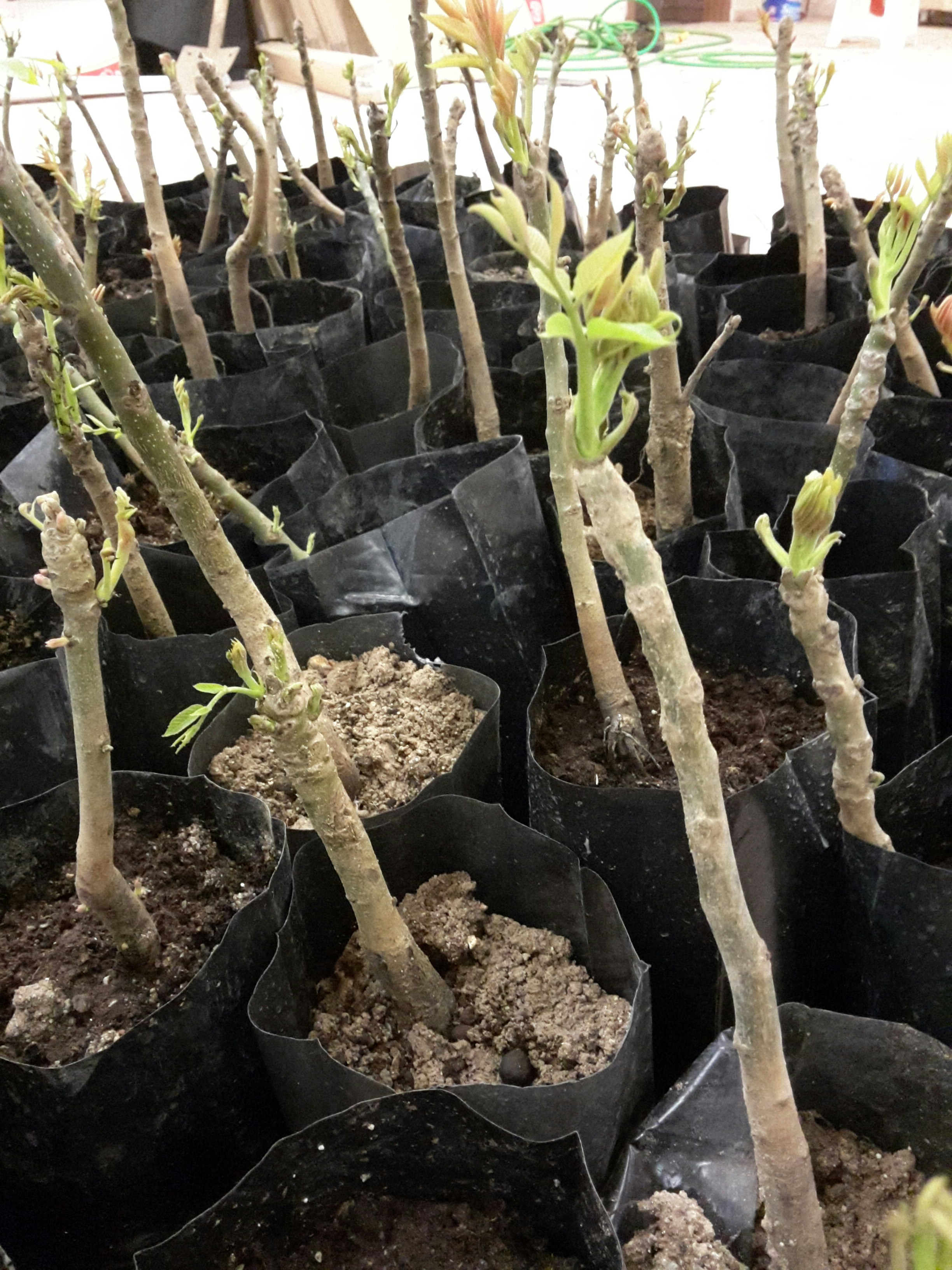 Petite arid land plant - Propagation guide