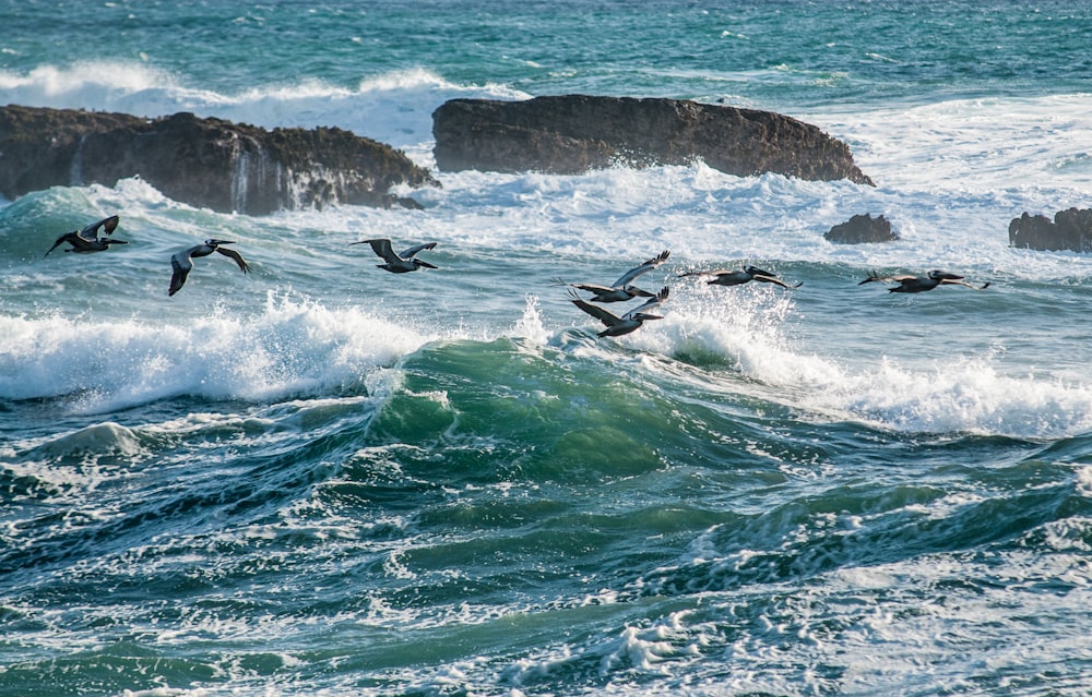 water waves and flock of birds at daytime