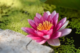 shallow focus photography of pink flower