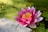 shallow focus photography of pink flower