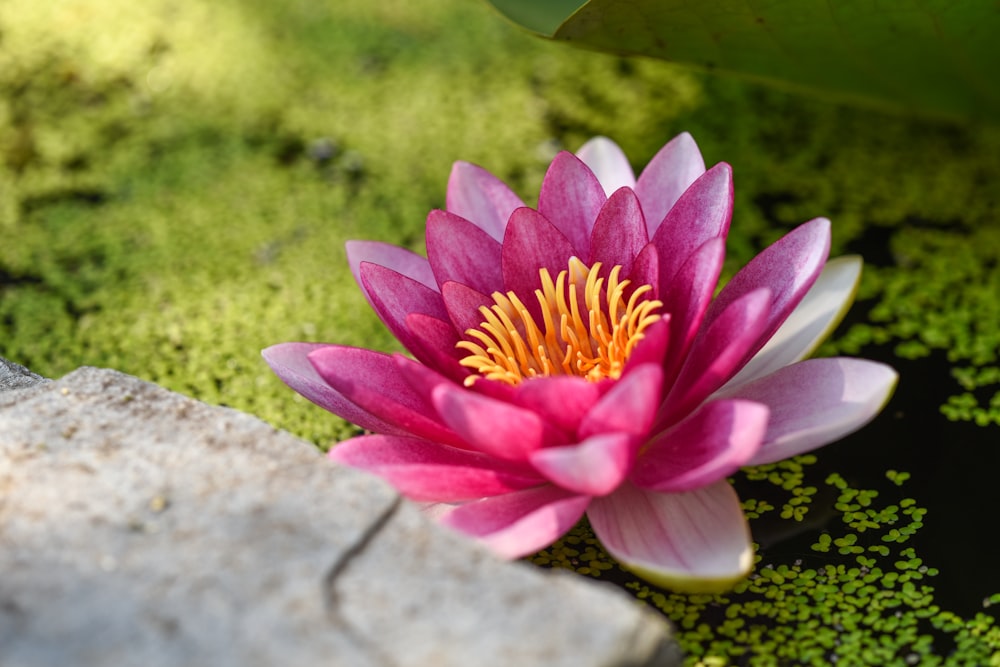 Fotografia de foco raso da flor cor-de-rosa