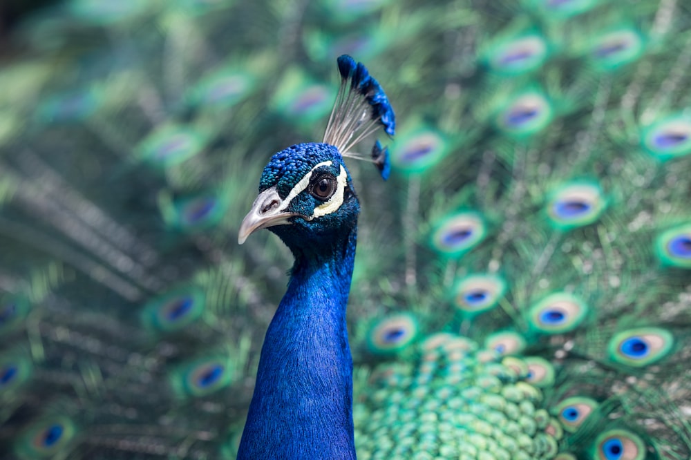shallow focus photo fo blue peacock