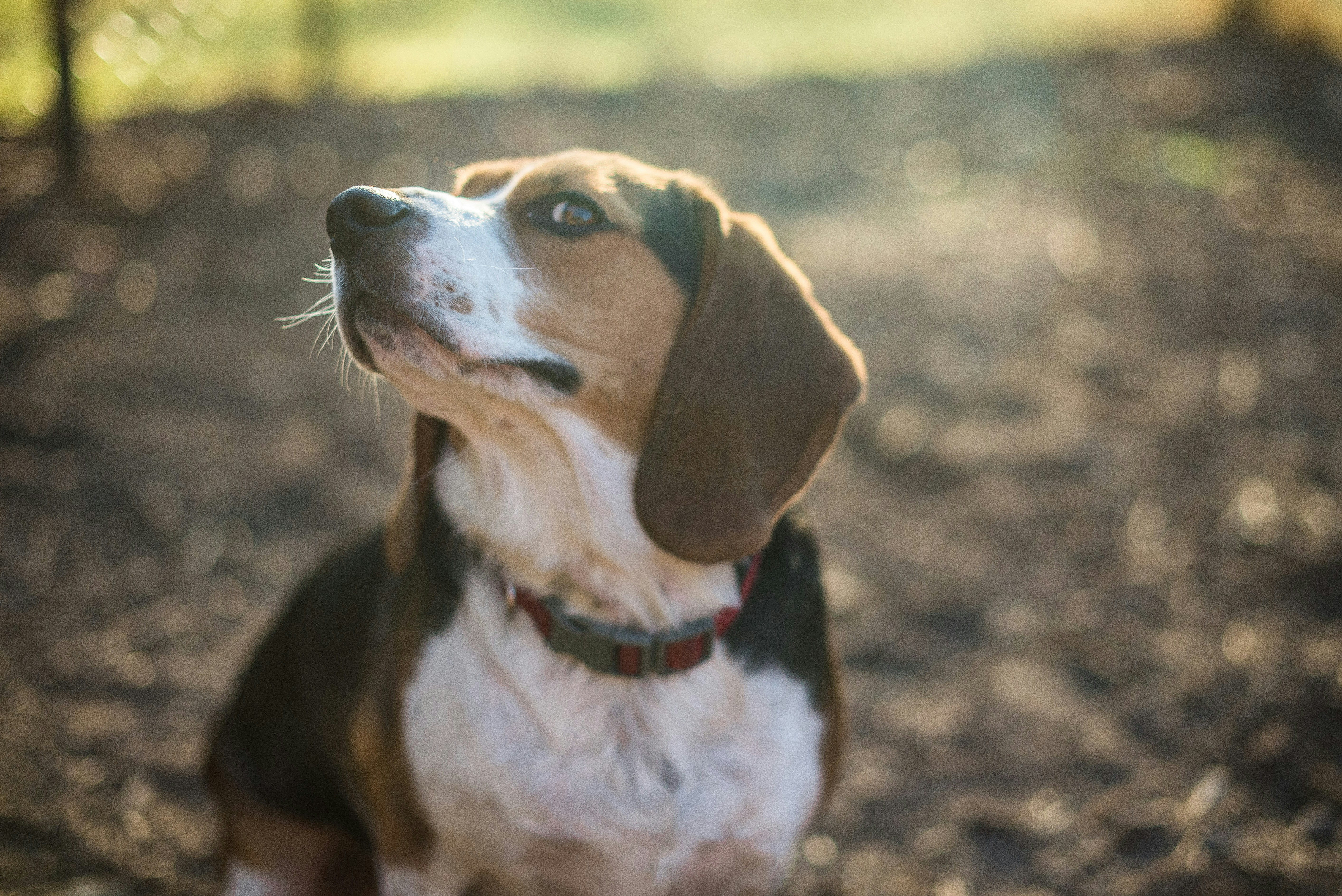 Free Unsplash photo from Brent Jett