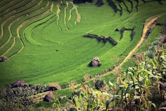 Trekking through lush green rice terraces in Sapa with a small group.