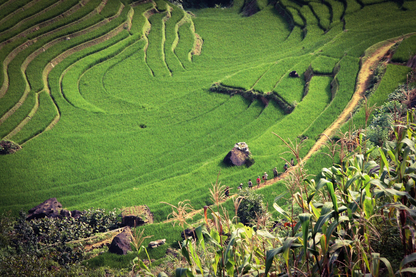 A trekking trail winding between flooded rice terraces near Sa Pa