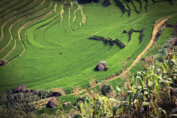 Terraced rice fields in tropical Vietnam — the humid climate that shapes V-beauty formulations
