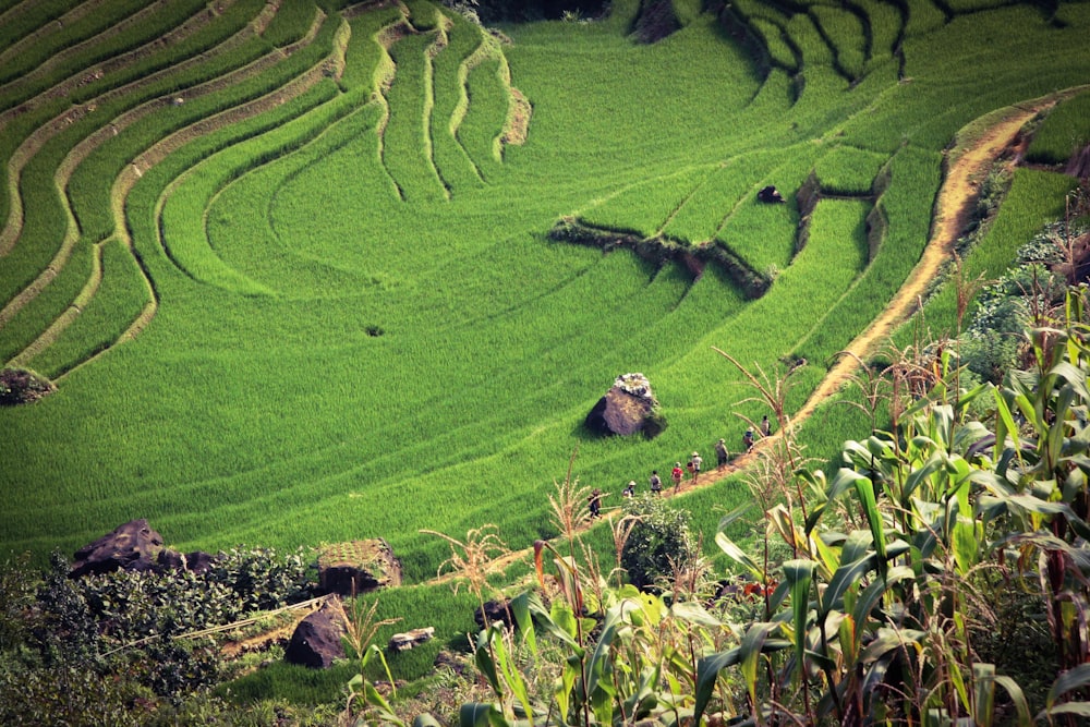 Vista do campo de arroz em camadas durante o dia